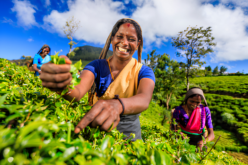 Sri Lankan Hospitality